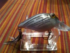 Striper / White Bass