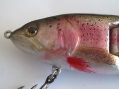 Natural Rainbow Injured Trout