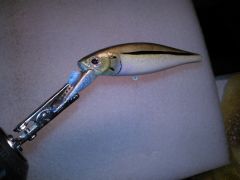 Brassy Minnow