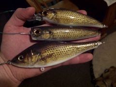 Set of 3 Rockbass