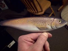 Feb 2012 trout 004