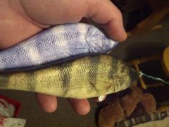 Albino perch and reglular perch..6 inch wood glide baits