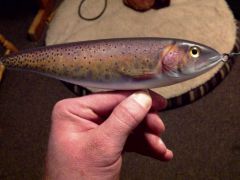 Feb 2012 trout 006