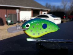 Citrus Shad