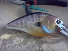 Bluegill