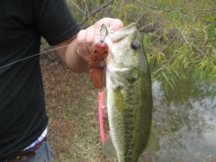 Rat Swimbait Fish