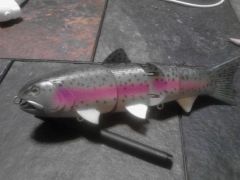 swimbait3