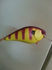 purple perch