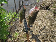 swim bait 2011 003