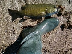 smallmouth And boot