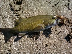 2012 smallmouth#1