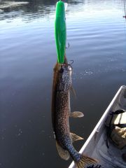 Pike on Green Frog Pattern Crank