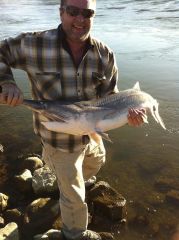 ohio river paddlefish(endangered)