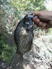 Nice Black Crappie On The Fuzzy Craw jig.