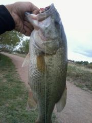 4.16 pound bass On My Fuzzy Craw jigs