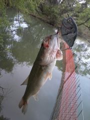 First On The Fuzzy Gill