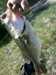 5.2 pound bass.  Carolina Rig My homemade worms