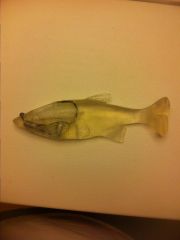 Weedless shiner swimbait