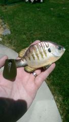 Bluegill Swimbait.  Silicone Top hook line through.