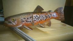 Browntrout swimbait