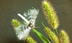 Green Drake Coffin Fly