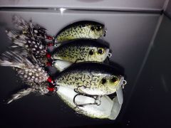 Black Crappies