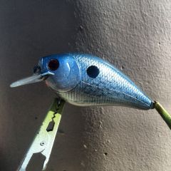 blue shad