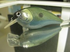 fastback shad