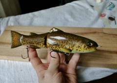 Tiger trout swimmer