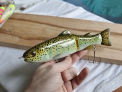 Wild rainbow trout swimmer