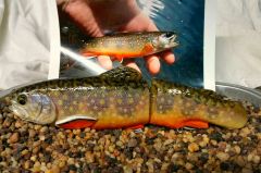 Brook trout swimbait