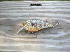 Pumpkinseed