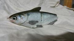 Gizzard shad