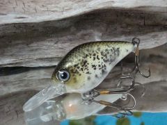 Crappie (Copy)