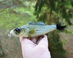 top water glider 8" striped bass