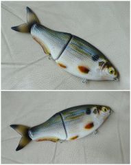 threadfin shad pattern