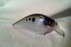 Hickory Shad 1.5