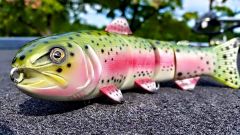 Rainbow Trout Swimmer
