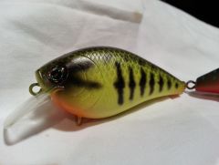 Chartreuse Bass