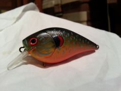 Red Ear Sunfish