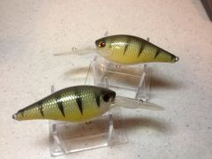 Yellow Perch