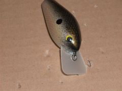 kentucky shad