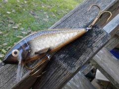 6 inch golden shiner