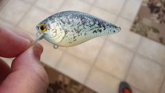 white crappie