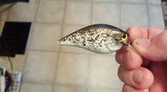 black crappie