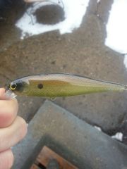 copper green shad