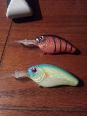 citrus shad And A craw