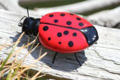 ladybug