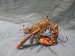 Hinged Craw