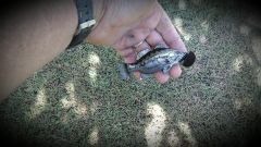 large mouth bass lure